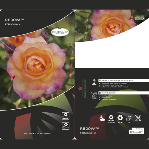 Rosa trepadeira Redova ®, С5 interface.art foto 3 Rosa trepadeira Redova ®, С5 interface.image 3 interface.art 6182