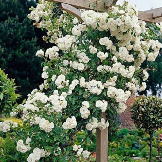 Rosa trepadeira White, C3 interface.art foto 1 Rosa trepadeira White, C3 interface.image 1 interface.art 3641