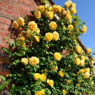 Rosa trepadeira Yellow, C3 interface.art foto 1 Rosa trepadeira Yellow, C3 interface.image 1 interface.art 3642