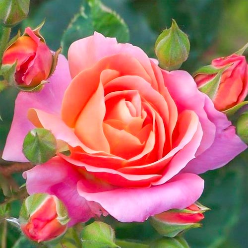 Rosa de flor grande Belle Epoque® interface.art foto 1 Rosa de flor grande Belle Epoque® interface.image 1 interface.art 5527