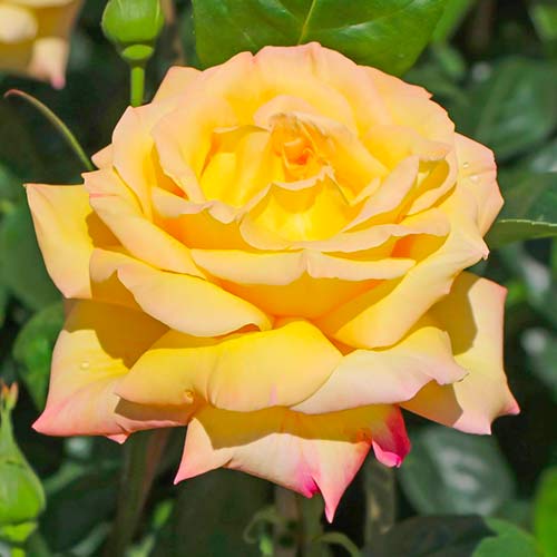 Rosa de flor grande Gloria Dei® interface.art foto 1 Rosa de flor grande Gloria Dei® interface.image 1 interface.art 5015