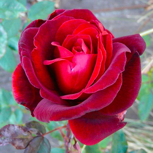 Rosa de flor grande Marina Marini® interface.art foto 1 Rosa de flor grande Marina Marini® interface.image 1 interface.art 5534