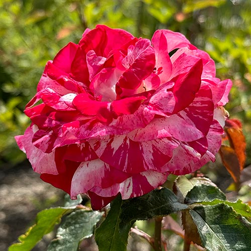 Rosa de flor grande Rock-Roll® interface.art foto 1 Rosa de flor grande Rock-Roll® interface.image 1 interface.art 5699