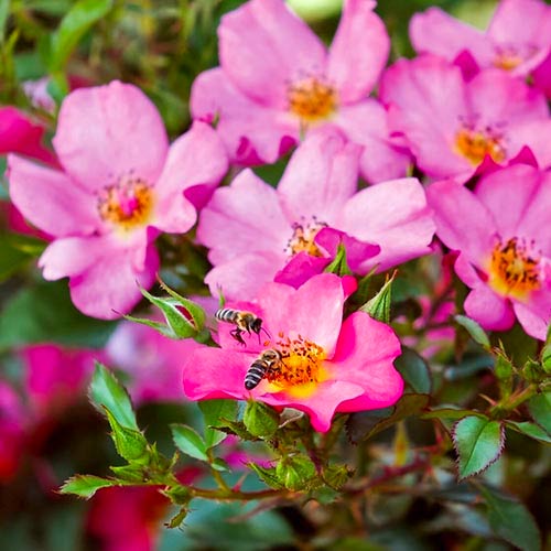 Rosa floribunda Barbi Mella® interface.art foto 1 Rosa floribunda Barbi Mella® interface.image 1 interface.art 2064