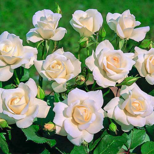 Rosa floribunda Iceberg® interface.art foto 1 Rosa floribunda Iceberg® interface.image 1 interface.art 5510