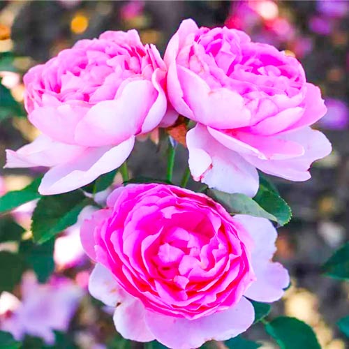 Rosa floribunda Magic Aroma® interface.art foto 1 Rosa floribunda Magic Aroma® interface.image 1 interface.art 2066