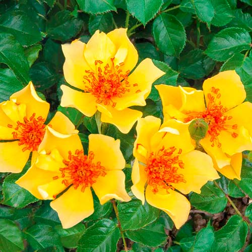 Rosa floribunda Mella Ducat® interface.art foto 1 Rosa floribunda Mella Ducat® interface.image 1 interface.art 4973