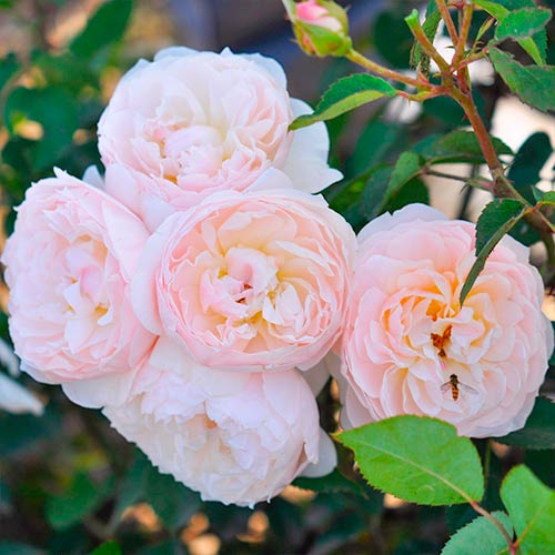 Rosa floribunda Natural Aroma® interface.art foto 1 Rosa floribunda Natural Aroma® interface.image 1 interface.art 2067