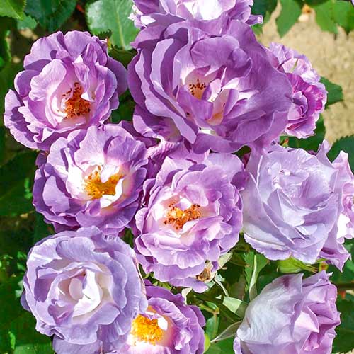 Rosa floribunda Pacific Dream® interface.art foto 1 Rosa floribunda Pacific Dream® interface.image 1 interface.art 5513