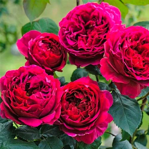Rosa floribunda Pure Aroma® interface.art foto 1 Rosa floribunda Pure Aroma® interface.image 1 interface.art 2068