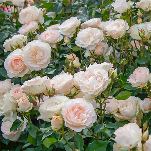 Rosa floribunda Sans Souci® interface.art foto 1 Rosa floribunda Sans Souci® interface.image 1 interface.art 5515