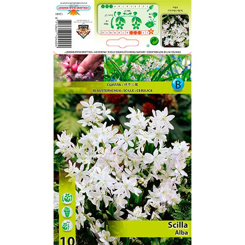 Scilla (Siberian Squill) Alba interface.art foto 1 Scilla (Siberian Squill) Alba interface.image 1 interface.art 67674