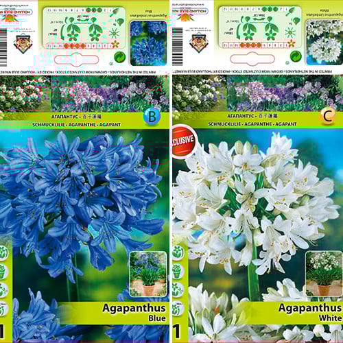 Grande oferta! Agapanthus, conjunto de 2 variedades interface.art foto 1 Grande oferta! Agapanthus, conjunto de 2 variedades interface.image 1 interface.art 76516