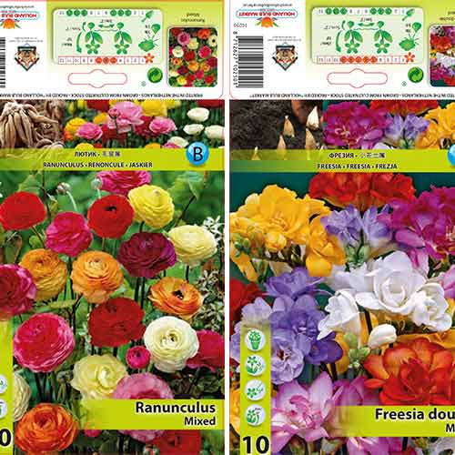 Oferta fantástica! Conjunto de frésias, Buttercup 'Butterfly Beauty interface.art foto 1 Oferta fantástica! Conjunto de frésias, Buttercup 'Butterfly Beauty interface.image 1 interface.art 76368
