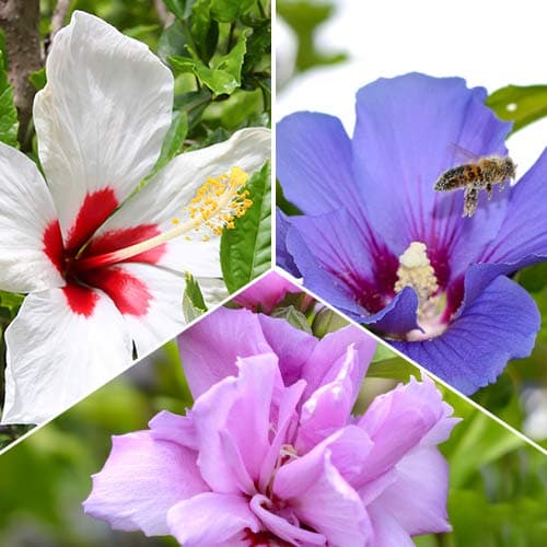Hibisco Trio, 3 mudas interface.art foto 1 Hibisco Trio, 3 mudas interface.image 1 interface.art 2035
