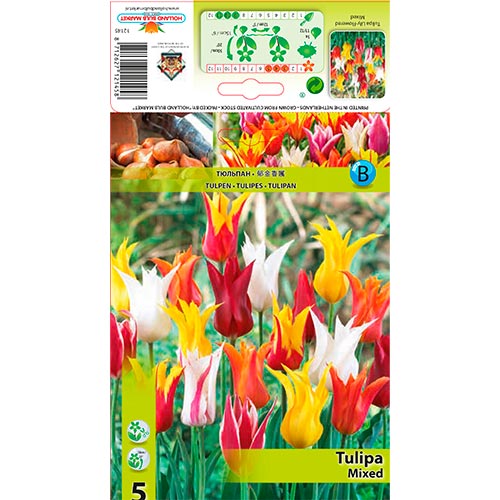 Tulip de Floração de Lírio Mixed interface.art foto 1 Tulip de Floração de Lírio Mixed interface.image 1 interface.art 67761