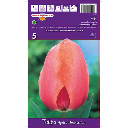 Tulip Apricot Impression interface.image 1 interface.art 67687