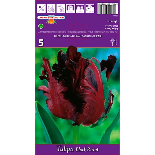 Tulip Black Parrot interface.image 1 interface.art 67489