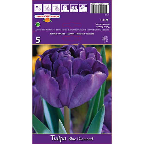 Tulip Blue Diamond interface.art foto 1 Tulip Blue Diamond interface.image 1 interface.art 67769