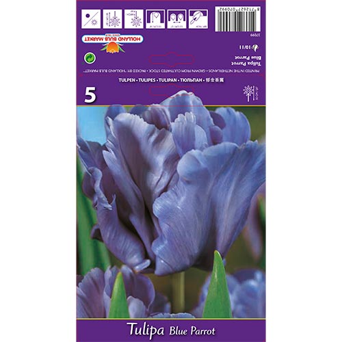 Tulip Blue Parrot interface.art foto 1 Tulip Blue Parrot interface.image 1 interface.art 67797