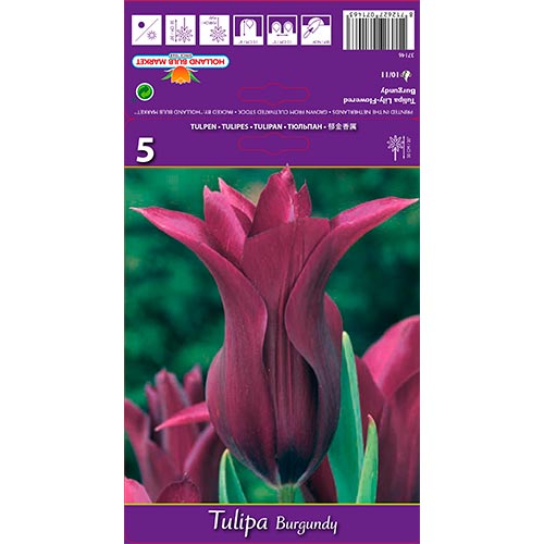 Tulip Burgundy interface.art foto 1 Tulip Burgundy interface.image 1 interface.art 67759