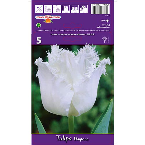 Tulip Daytona interface.art foto 1 Tulip Daytona interface.image 1 interface.art 67723