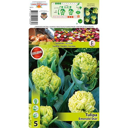 Tulip Emerald Star interface.art foto 1 Tulip Emerald Star interface.image 1 interface.art 68406