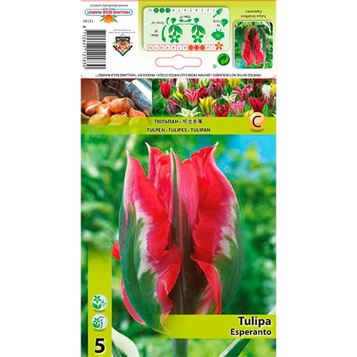 Tulip Esperanto interface.art foto 1 Tulip Esperanto interface.image 1 interface.art 67869