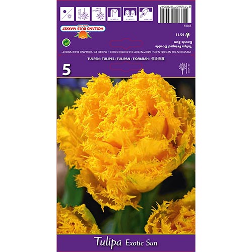 Tulip Exotic Sun interface.art foto 1 Tulip Exotic Sun interface.image 1 interface.art 67698