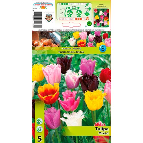 Tulip Fringed Mixed interface.art foto 1 Tulip Fringed Mixed interface.image 1 interface.art 67858