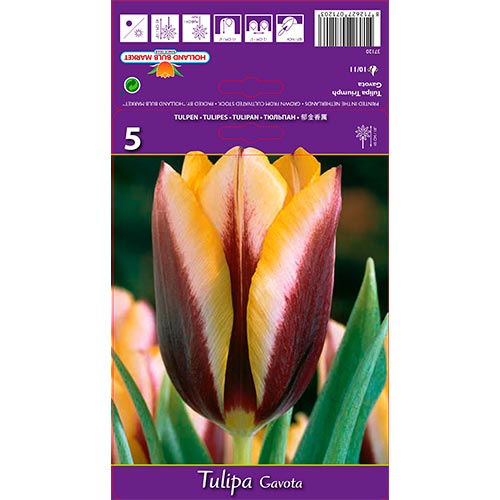 Tulip Gavota interface.art foto 1 Tulip Gavota interface.image 1 interface.art 67840