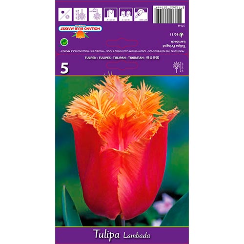 Tulip Lambada interface.art foto 1 Tulip Lambada interface.image 1 interface.art 68105