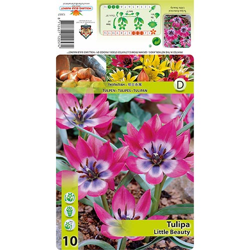 Tulip Little Beauty interface.art foto 1 Tulip Little Beauty interface.image 1 interface.art 67499