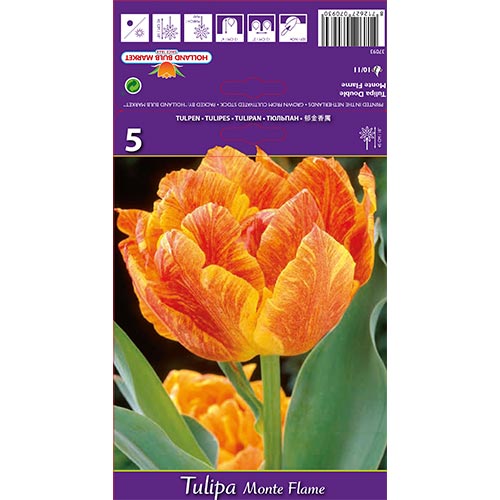 Tulip Monte Flame interface.art foto 1 Tulip Monte Flame interface.image 1 interface.art 67777