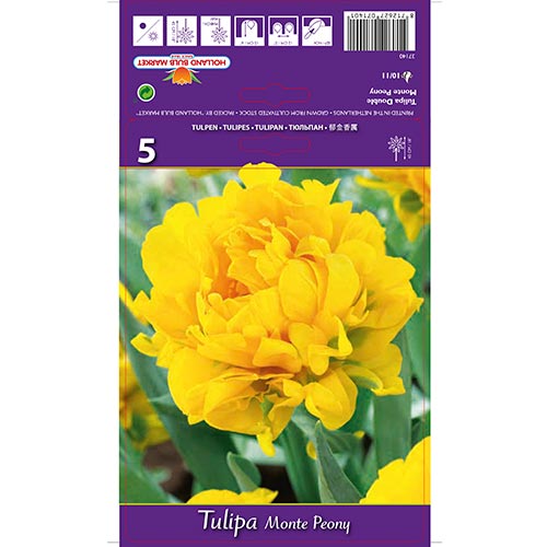 Tulip Monte Peony interface.art foto 1 Tulip Monte Peony interface.image 1 interface.art 67775