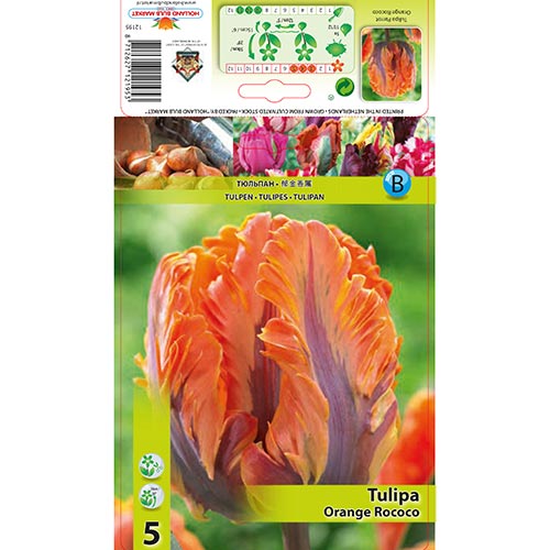 Tulip Orange Rococo interface.art foto 1 Tulip Orange Rococo interface.image 1 interface.art 67784