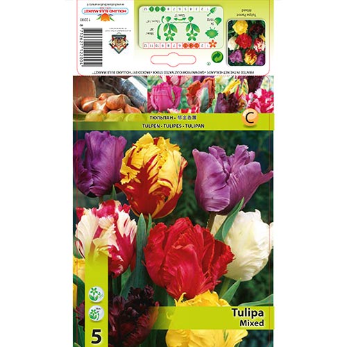 Tulip Parrot Mixed interface.art foto 1 Tulip Parrot Mixed interface.image 1 interface.art 67874