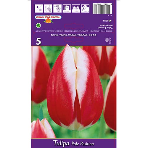 Tulip Pole Position interface.art foto 1 Tulip Pole Position interface.image 1 interface.art 70219