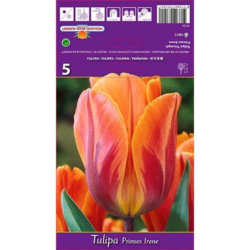 Tulip Princes Irene interface.art foto 1 Tulip Princes Irene interface.image 1 interface.art 67806