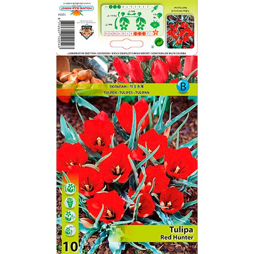 Tulip Red Hunter interface.art foto 1 Tulip Red Hunter interface.image 1 interface.art 67822