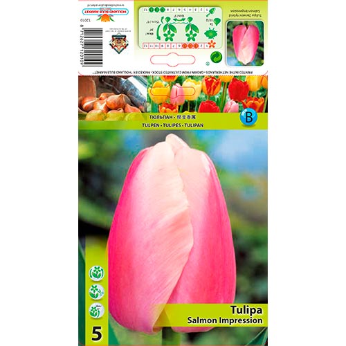 Tulip Salmon Impression interface.art foto 1 Tulip Salmon Impression interface.image 1 interface.art 67824
