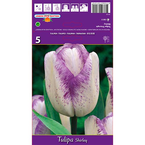 Tulip Shirley interface.art foto 1 Tulip Shirley interface.image 1 interface.art 68114