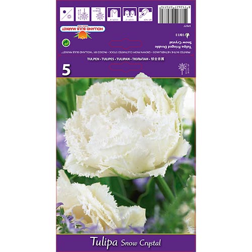 Tulip Snow Crystal interface.art foto 1 Tulip Snow Crystal interface.image 1 interface.art 67833