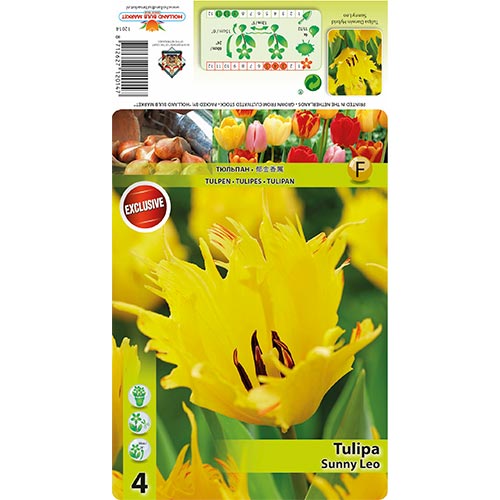 Tulip Sunny Leo interface.art foto 1 Tulip Sunny Leo interface.image 1 interface.art 68400