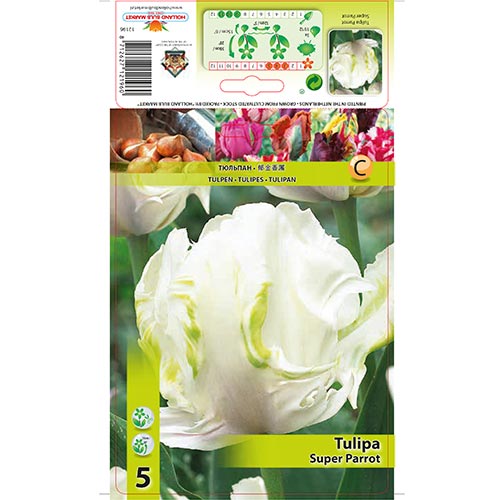 Tulip Super Parrot interface.art foto 1 Tulip Super Parrot interface.image 1 interface.art 67802