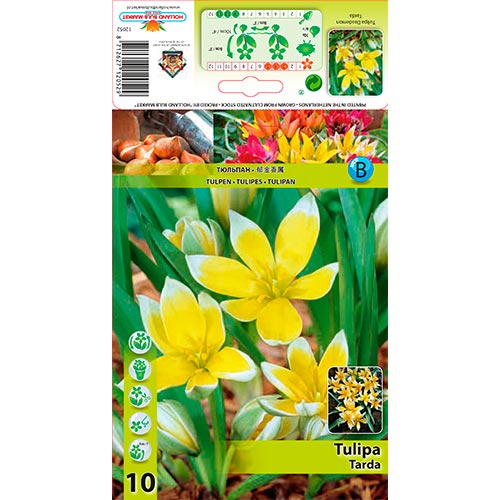 Tulip Tarda interface.art foto 1 Tulip Tarda interface.image 1 interface.art 70296