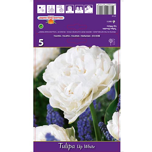 Tulip Up White interface.art foto 1 Tulip Up White interface.image 1 interface.art 67768