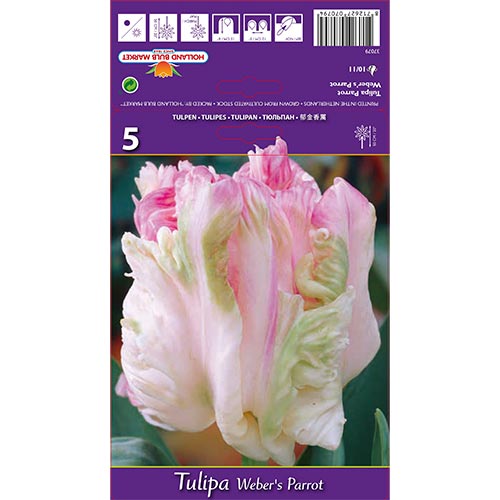 Tulip Weber's Parrot interface.image 1 interface.art 67710