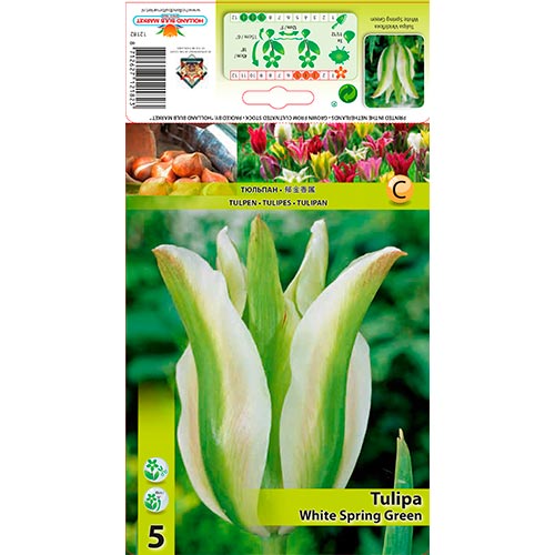 Tulip White Spring Green interface.art foto 1 Tulip White Spring Green interface.image 1 interface.art 67850