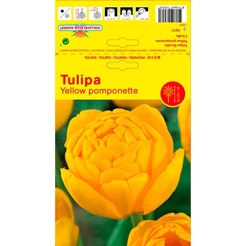 Tulip Yellow Pomponette interface.image 1 interface.art 67733
